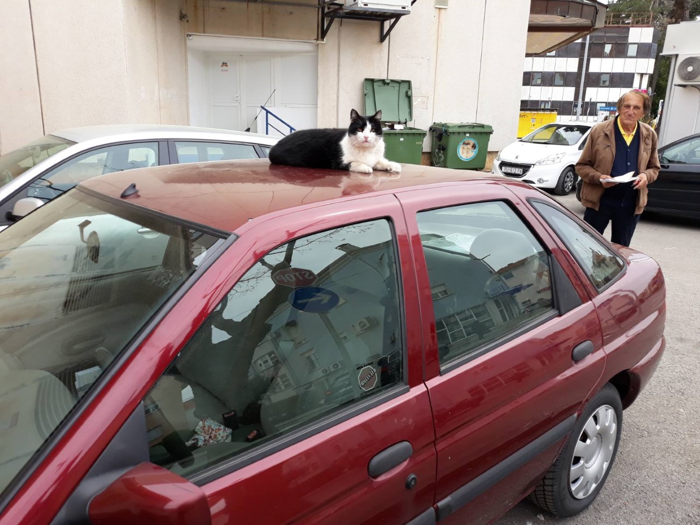 Priča s ulice: Rođakinje, mačka Mimi i Anastazija dijelile sličnu sudbinu u lanjskoj godini